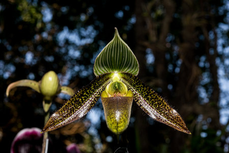 beautiful orchid flowers in gardenの写真素材