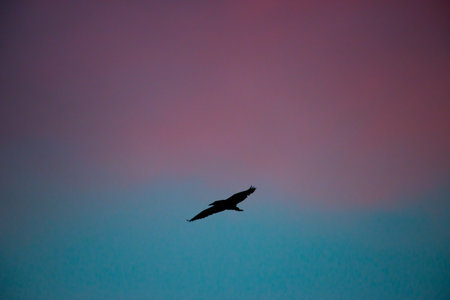 Silhouette of flying bird with beautiful sunset backgroundの写真素材
