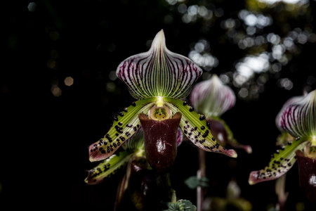 beautiful orchid flowers in gardenの写真素材