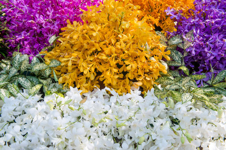 beautiful orchid flowers in gardenの写真素材