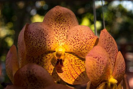 beautiful orchid flowers in gardenの写真素材