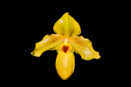 beautiful orchid flowers in gardenの写真素材