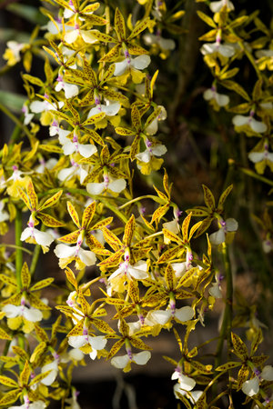 beautiful orchid flowers in gardenの写真素材