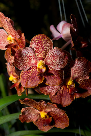 beautiful orchid flowers in garden