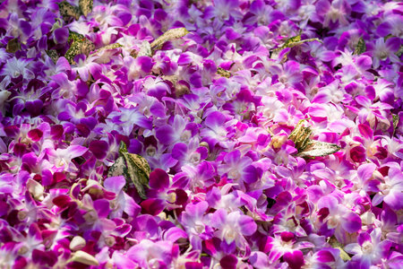 beautiful orchid flowers in gardenの写真素材