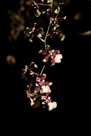 beautiful orchid flowers in gardenの写真素材