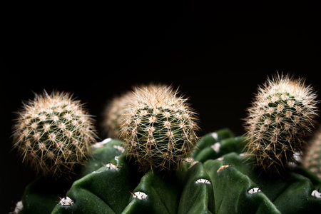 Green cactus desert plant desert. collection houseplant decoration gardenの写真素材
