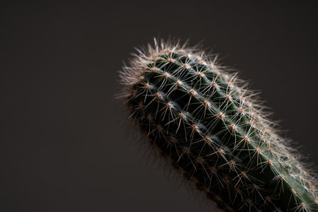 green cactus desert plant desert. collection houseplant decoration gardenの写真素材