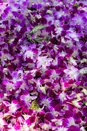 beautiful orchid flowers in gardenの写真素材