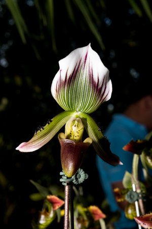 beautiful orchid flowers in gardenの写真素材