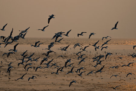 flying seagull with sunset sky backgroundsの写真素材