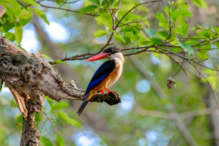 black-capped kingfisher is a tree kingfisher which is widely distributed in tropical Asia from India east to China, Korea and Southeast Asiaの写真素材