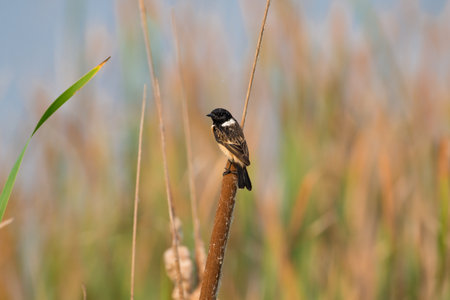 Stejneger's Stonechat Saxicola stejnegeri is a species of stonechat native to eastern Asiaの写真素材