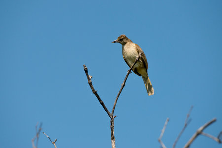 Streak-eared Bulbul eating spider with blue sky backgroundの写真素材
