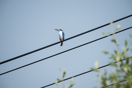 Collared kingfisher standing on electric lineの写真素材