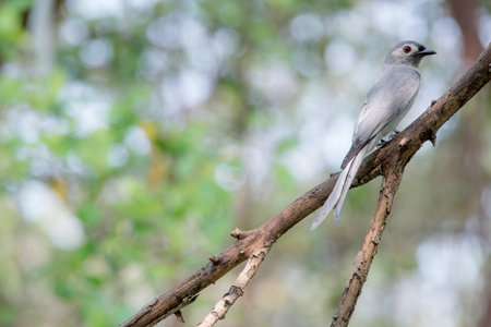 Ashy drongo is mainly dark grey, and the tail is long and deeply forkedの写真素材