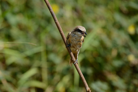 Brown shrike with blur green grass field background