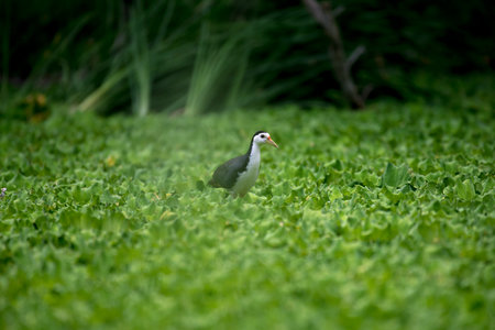 white-breasted waterhen  is a waterbird of the rail and crake family. They are dark slaty birds with a clean white face, breast and belly. の写真素材