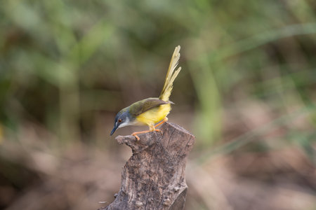 Yellow-bellied Prinia with blur green grass field backgroundの写真素材