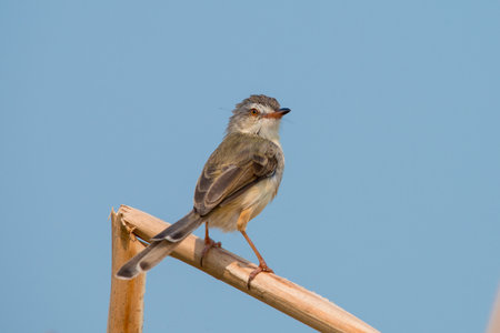 Plain Prinia or White-browed Prinia with blue sky backgroundの写真素材