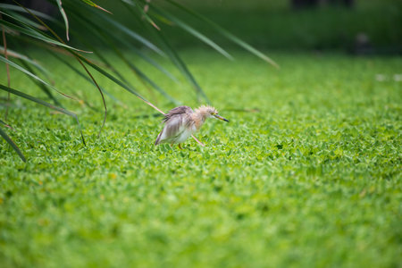 Chinese pond heron is an East Asian freshwater bird of the heron family. it is typically 47 cm long with white wings, a yellow bill with a black tip, yellow eyes and legs. Its overall colour is red, blue and white during breeding season, and greyish-brown and flecked with white at other timesの写真素材