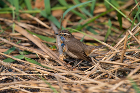 Male Bluethroats from Alaska, Bluethroat is one of the handful of birds that breed in North America and winter in Asia.の写真素材