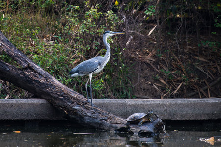 Grey heron (Ardea cinerea) is a long-legged predatory wading bird of the heron family, Ardeidae, native throughout temperate Europe and Asia and also parts of Africa.の写真素材