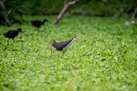 white-breasted waterhen  is a waterbird of the rail and crake family. They are dark slaty birds with...