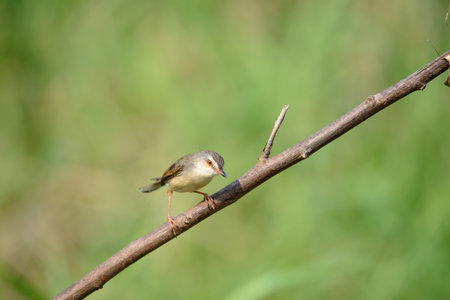 Plain Prinia or White-browed Prinia with blur green backgroundの写真素材