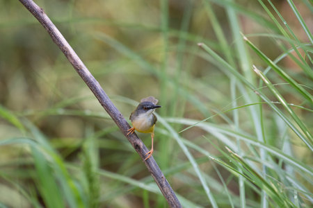 Yellow-bellied Prinia with blur green grass field backgroundの写真素材