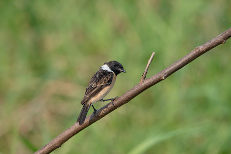 Siberian stonechat or Asian stonechat is a recently validated species of the Old World flycatcher...