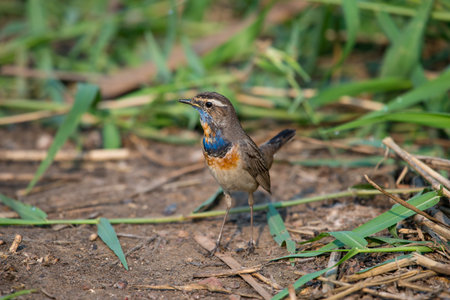 Male Bluethroats from Alaska, Bluethroat is one of the handful of birds that breed in North America and winter in Asia.の写真素材