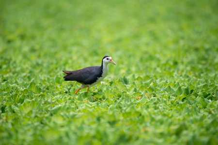 white-breasted waterhen  is a waterbird of the rail and crake family. They are dark slaty birds with a clean white face, breast and belly. の写真素材