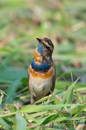 Male Bluethroats from Alaska, Bluethroat is one of the handful of birds that breed in North America and winter in Asia.の写真素材