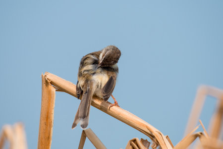 Plain Prinia or White-browed Prinia with blue sky backgroundの写真素材