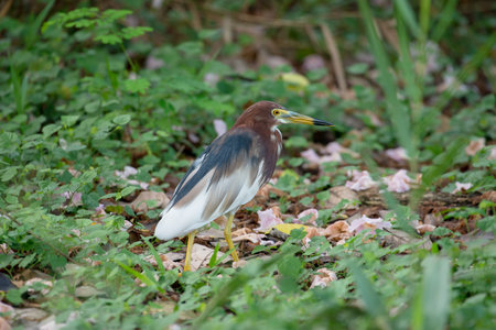 Chinese pond heron is an East Asian freshwater bird of the heron family.の写真素材
