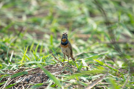 Male Bluethroats from Alaska, Bluethroat is one of the handful of birds that breed in North America and winter in Asia.の写真素材