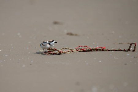 Couple of Malaysian plover is a small wader that nests on beaches and salt flats in Southeast Asia. The male can be recognized by a thin black band around the neck; the female has a thin brown band. Its legs are pale. Its voice is a soft twit.の写真素材