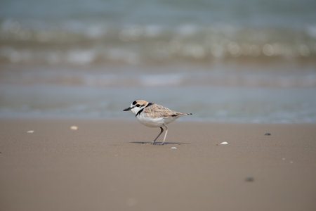 Male Malaysian plover is a small wader that nests on beaches and salt flats in Southeast Asia. The...