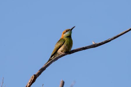 Green bee-eater or little green bee-eater is a near passerine bird in the bee-eater family. They are...