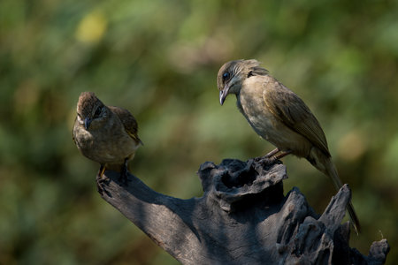 streak-eared bulbul is a member of the bulbul family of passerine birds. It is found from Thailand and northern and central Malay Peninsula to southern Indochina. Its natural habitat is subtropical or tropical moist lowland forests.の写真素材