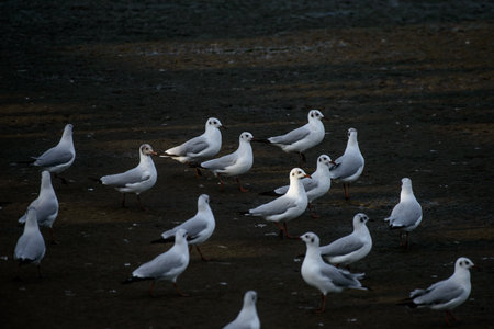 Seagull at bangpu recreation center samut prakan thailandの写真素材