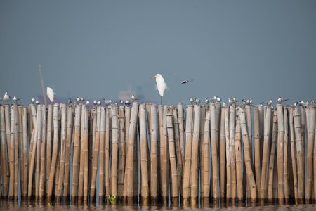 Little Egret on bamboo pole at Bangpu Recreation Center, Samut Prakan, Thailandの写真素材