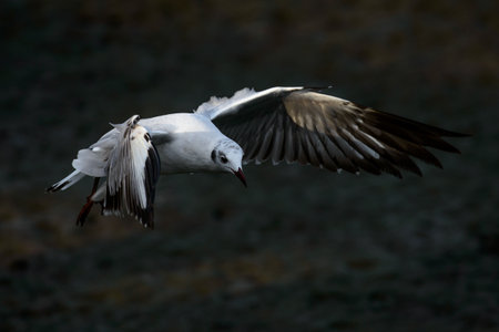 flying seagull at bangpu recreation center samut prakan thailandの写真素材