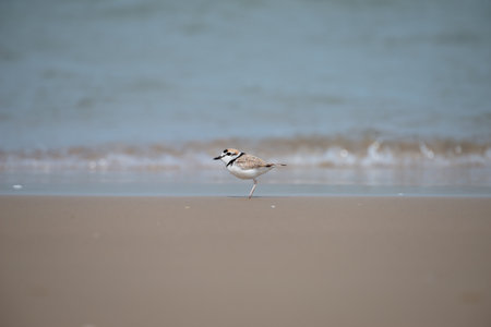 Male Malaysian plover is a small wader that nests on beaches and salt flats in Southeast Asia. The male can be recognized by a thin black band around the neck; the female has a thin brown band. Its legs are pale. Its voice is a soft twit.の写真素材