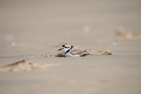 Malaysian plover is a small wader that nests on beaches and salt flats in Southeast Asia.