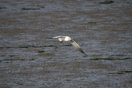 flying seagull at bangpu recreation center samut prakan thailand