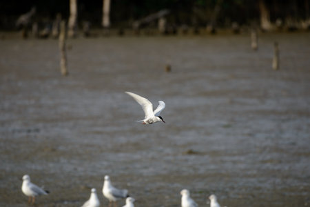 flying seagull at bangpu recreation center samut prakan thailand