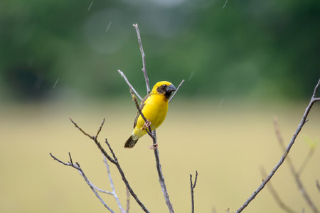Asian golden weaver is a species of bird in the Ploceidae family. It is found in Cambodia, Indonesia, Laos, Myanmar, Thailand, and Vietnam.の写真素材