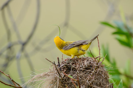 Asian golden weaver is a species of bird in the Ploceidae family. It is found in Cambodia,...